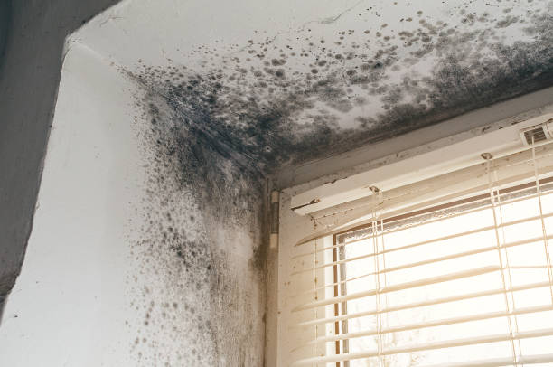 Affordable Mold Remediation solutions in Park Ridge, NJ