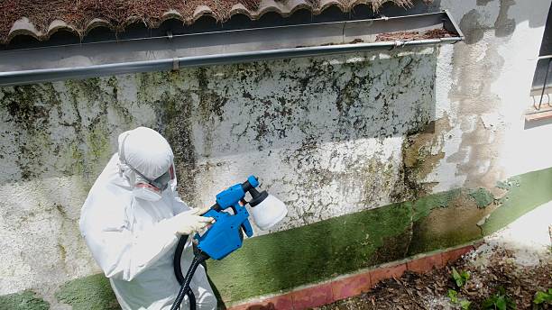 Top rated local Mold Remediation specialists in Park Ridge, NJ